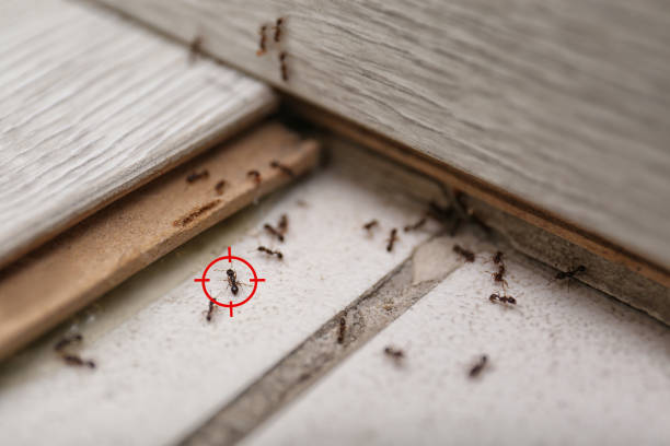 Best Cockroach Control Services  in Double Springs, AL